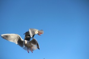 IMG_6463